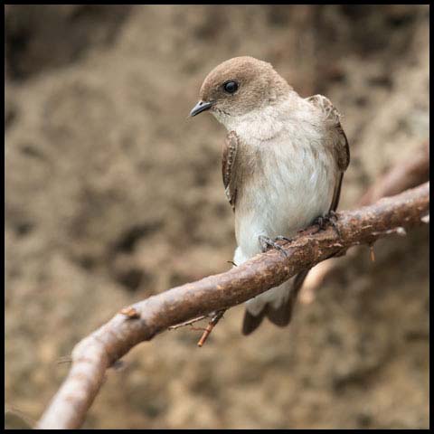 Northern Rough-winged Swallow