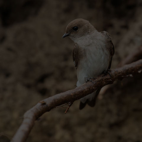 Northern Rough-winged Swallow