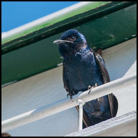 Purple Martin