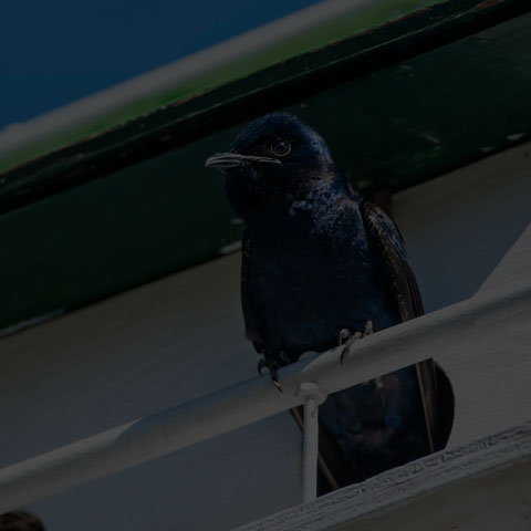 Purple Martin