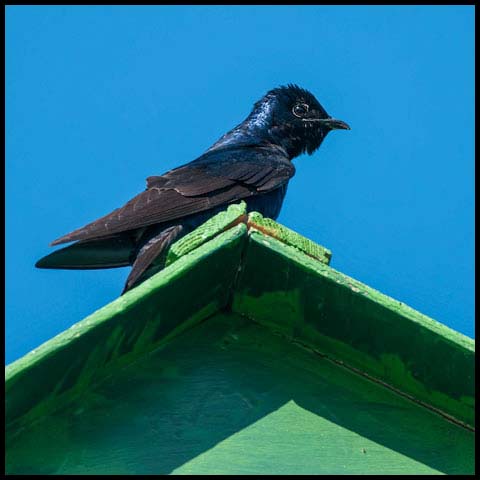 Purple Martin