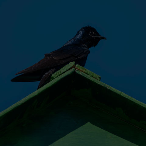 Purple Martin
