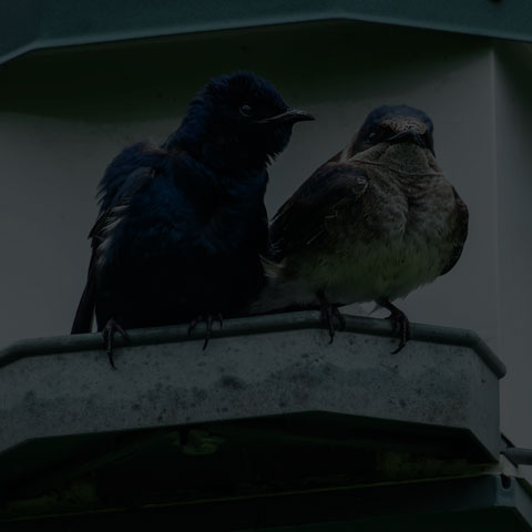 Purple Martin