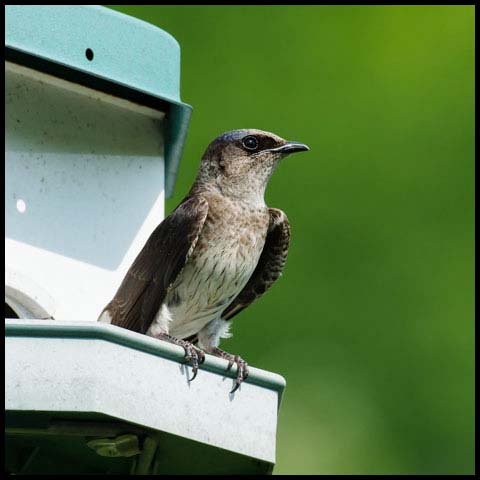 Purple Martin