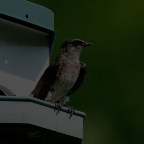 Purple Martin