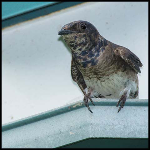 Purple Martin