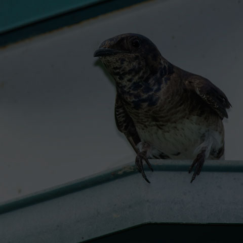 Purple Martin
