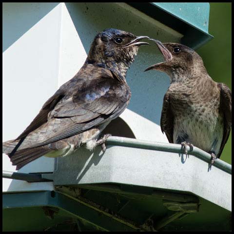 Purple Martin