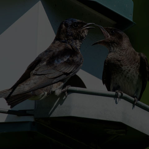 Purple Martin