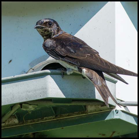 Purple Martin
