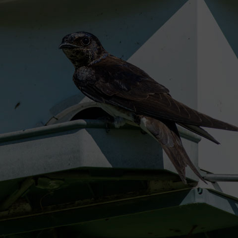 Purple Martin
