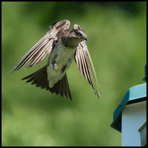 Purple Martin