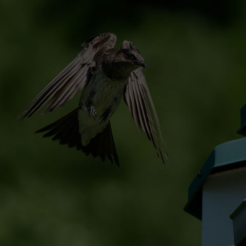 Purple Martin
