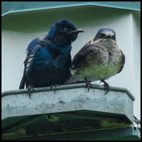 Purple Martin