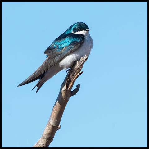 Tree Swallow