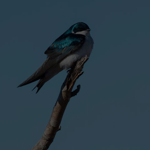 Tree Swallow