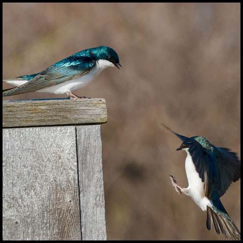 Tree Swallow