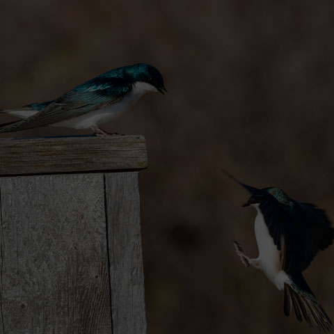 Tree Swallow