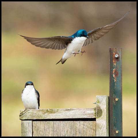Tree Swallow
