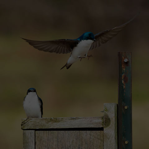 Tree Swallow