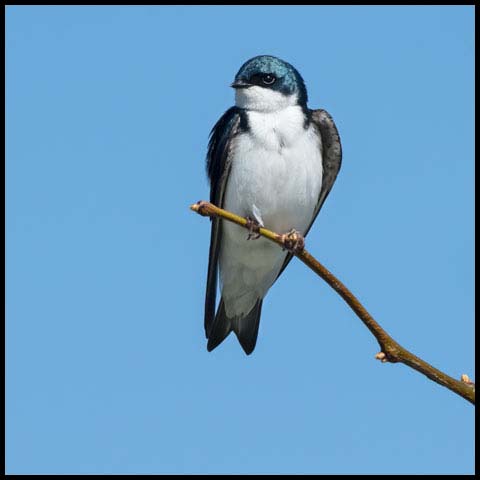 Tree Swallow