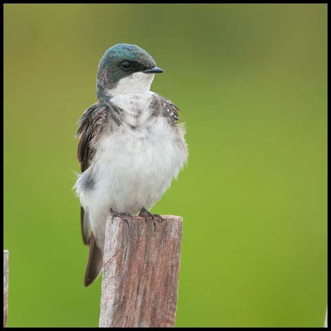 Tree Swallow
