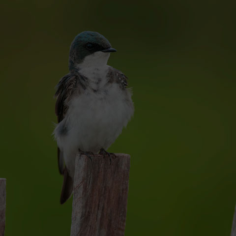 Tree Swallow