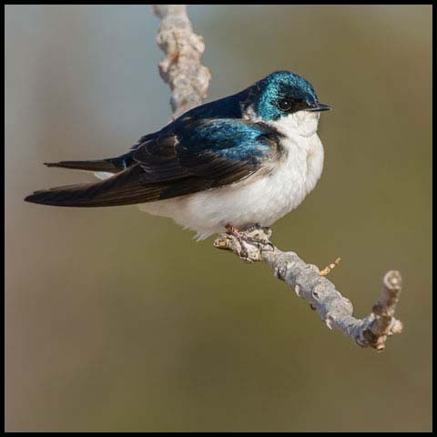 Tree Swallow