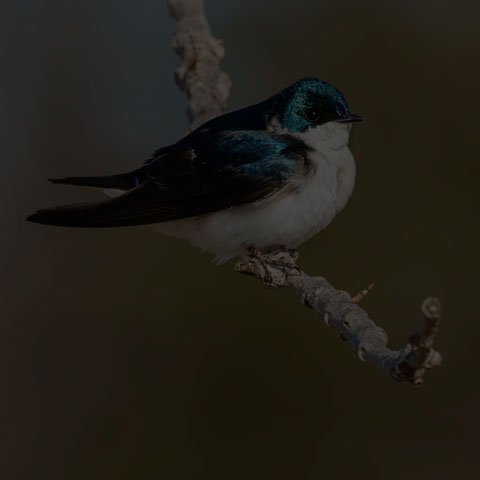 Tree Swallow