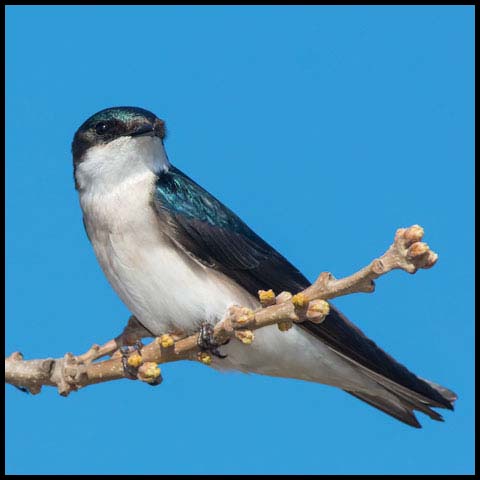 Tree Swallow