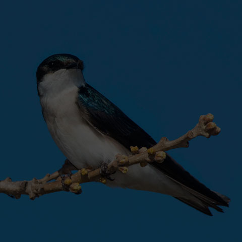 Tree Swallow
