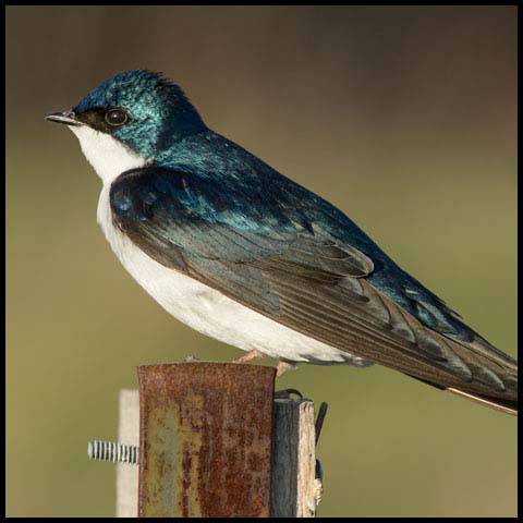 Tree Swallow
