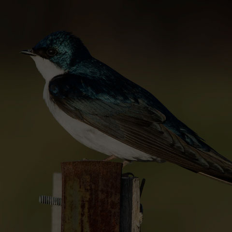Tree Swallow