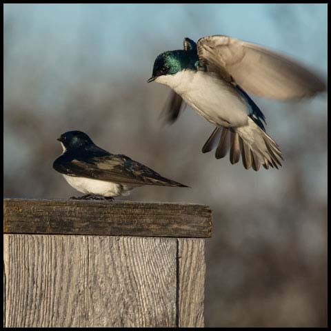 Tree Swallow