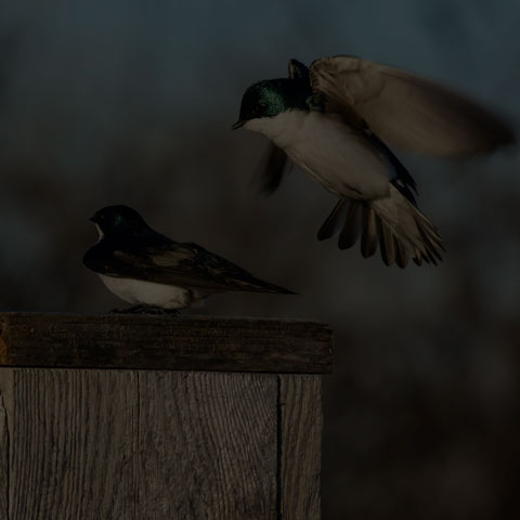 Tree Swallow