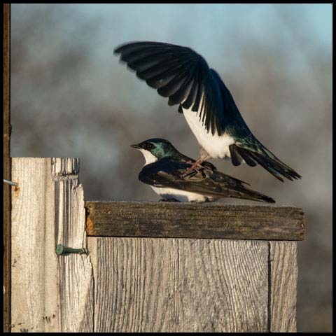 Tree Swallow