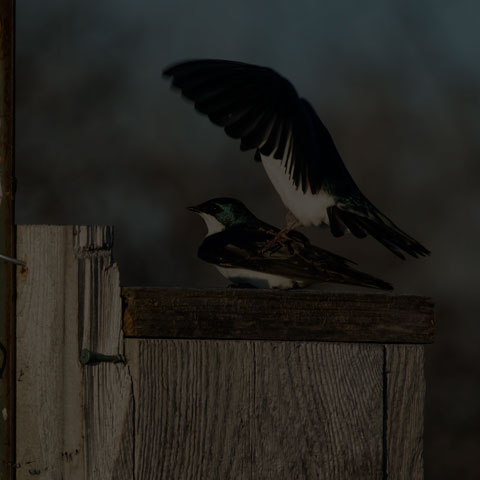 Tree Swallow