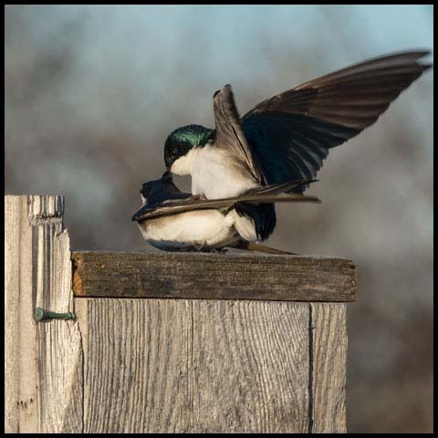 Tree Swallow