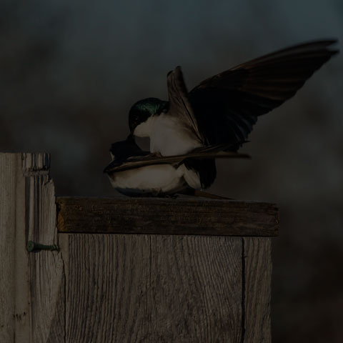 Tree Swallow