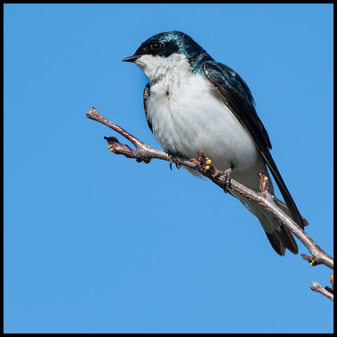 Tree Swallow