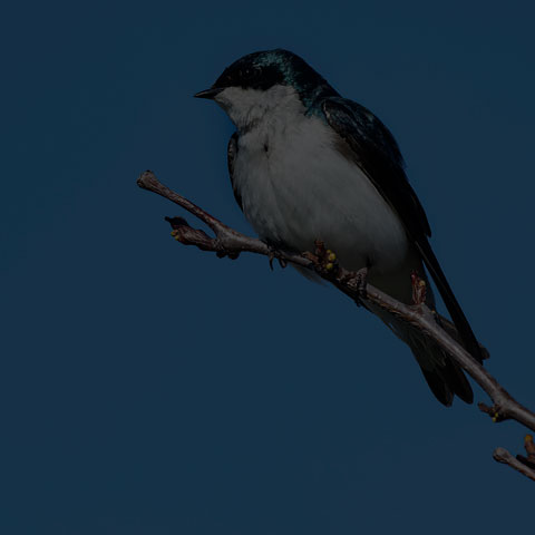 Tree Swallow