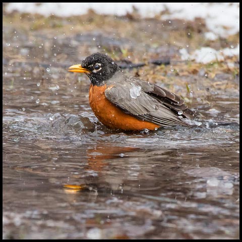 American Robin