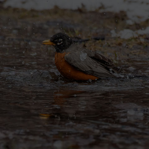 American Robin