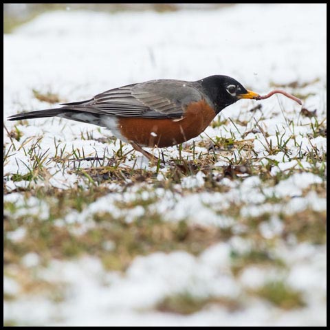 American Robin