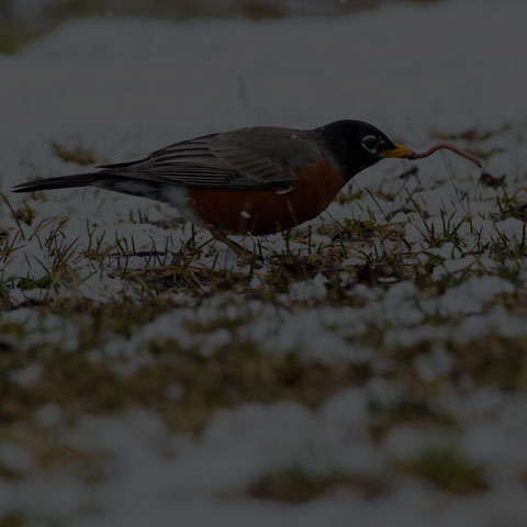 American Robin