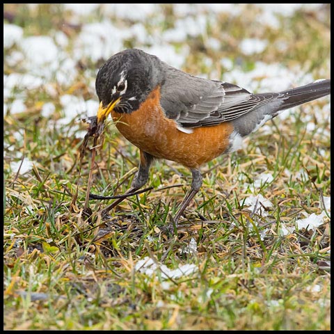 American Robin
