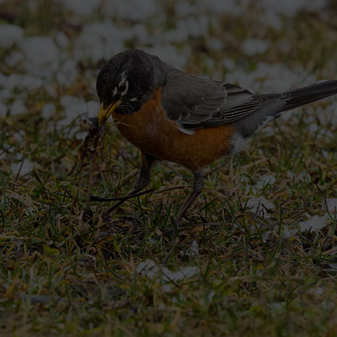 American Robin