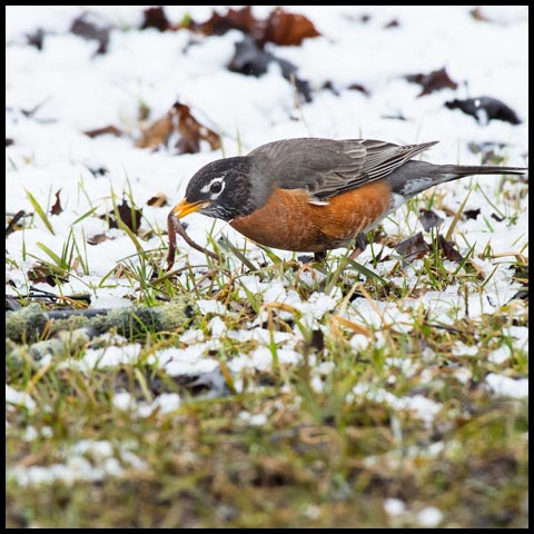 American Robin