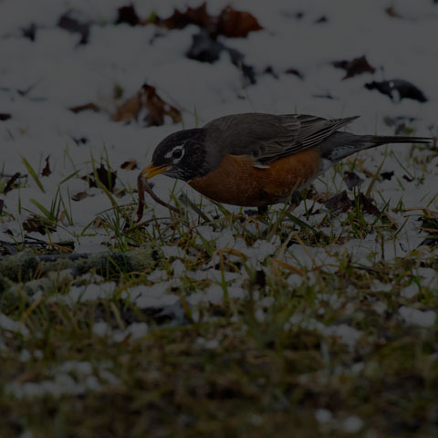 American Robin