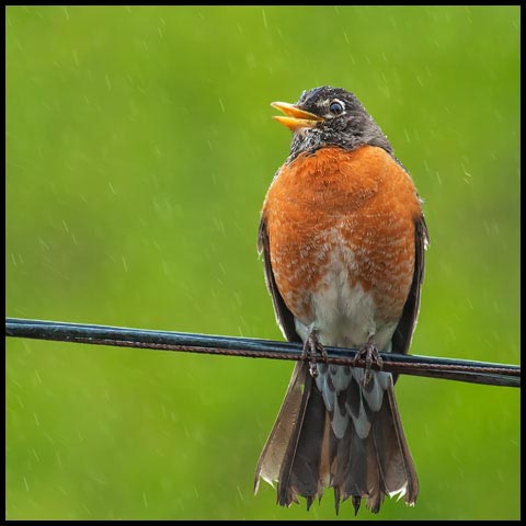 American Robin